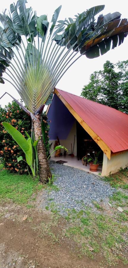 Ballena Oasis Homes & Glamping Uvita Ngoại thất bức ảnh